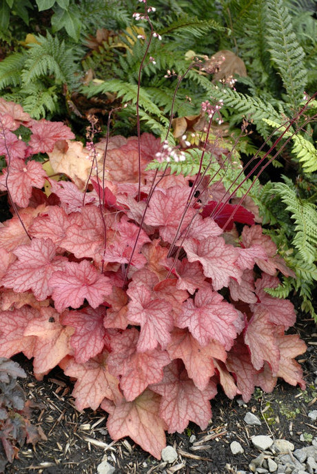 Heuchera 'Georgia Peach' PP19375