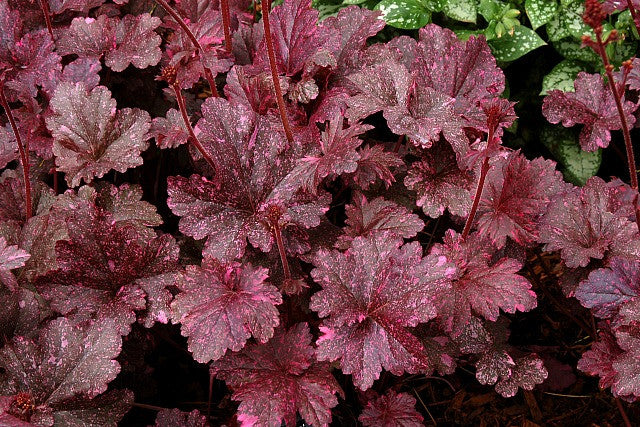 Heuchera Midnight Rose - Thumbnail 2