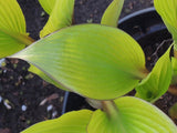 Hosta 'Holar Early Days' Courtesy of Danny Van Eechaute and The Hosta Library