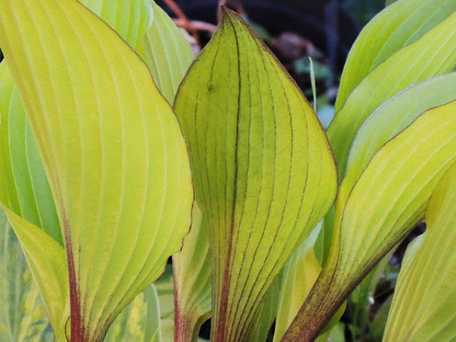 Hosta 'Holar Early Days' Courtesy of Danny Van Eechaute and The Hosta Library