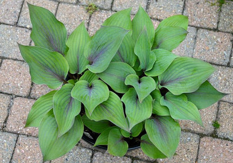 Hosta 'Holar Purple Flash' Courtesy of Ronny Van Keer