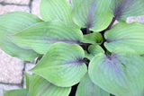 Hosta 'Holar Purple Flash' Courtesy of Ronny Van Keer