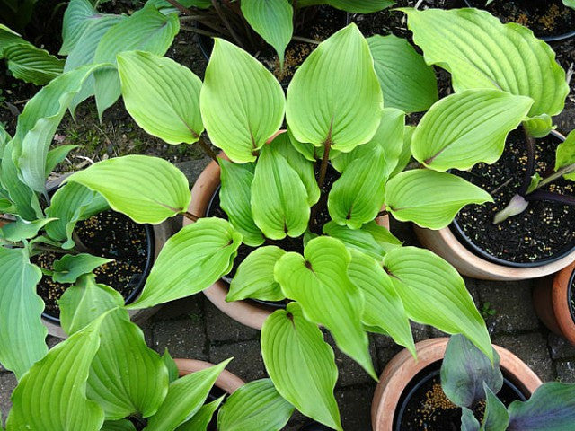 'Holar Red Wine' Hosta Courtesy of Ronny Van Keer and the Hosta Library