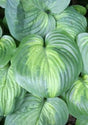 'Holy Mole' Hosta 