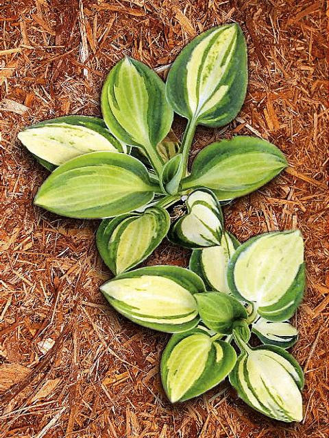 'Holy Mouse Ears' Hosta