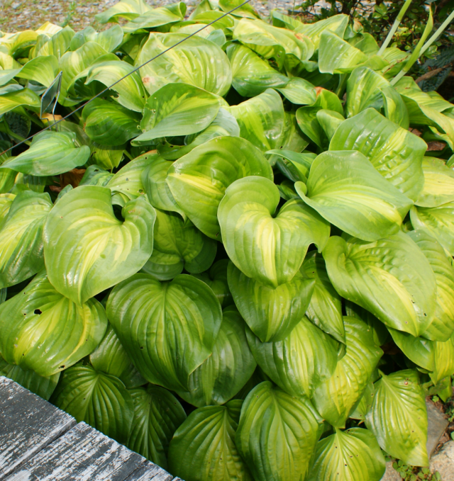 'Holy Mole' Hosta From NH Hostas