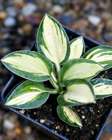 'Holy Mouse Ears' Hosta From NH Hostas