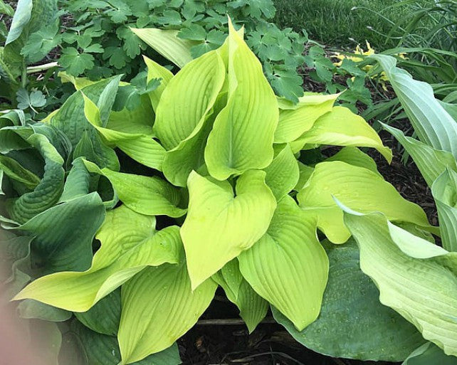 'Honey Bee' Hosta Courtesy of Trudy Van Wyk and the Hosta Library