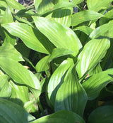 'Honey Bee' Hosta From NH Hostas
