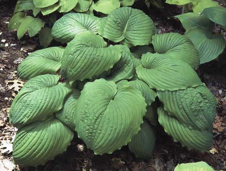 'Hoosier Dome' Hosta Courtesy of Olga Petryszyn