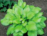 'Hoosier Harmony' Hosta Courtesy of Shady Oaks Nursery