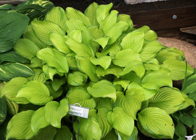 'Hoosier Harmony' Hosta From NH Hostas