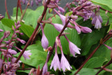 'Purple Heart' Hosta Courtesy of TERRA NOVA® Nurseries, Inc.