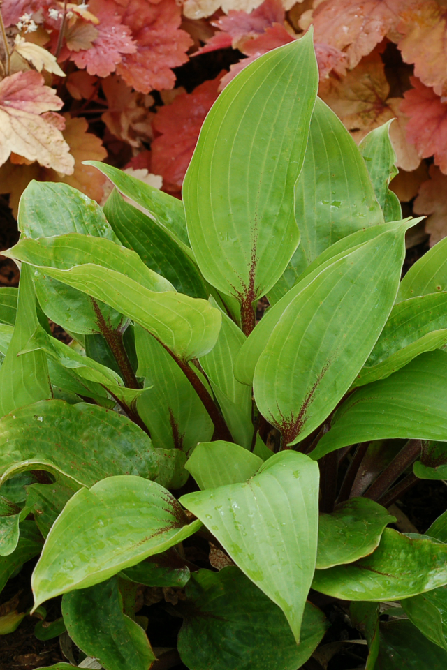 'Purple Heart' Hosta Courtesy of TERRA NOVA® Nurseries, Inc.