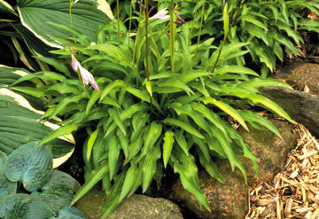 'Chartreuse Wiggles' Hosta