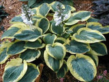 'Mount Tom' Hosta