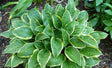 'Bedford Rise and Shine' Hosta Courtesy of Naylor Creek 
