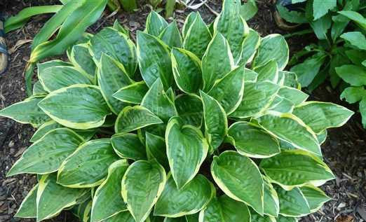 'Bedford Rise and Shine' Hosta Courtesy of Naylor Creek 