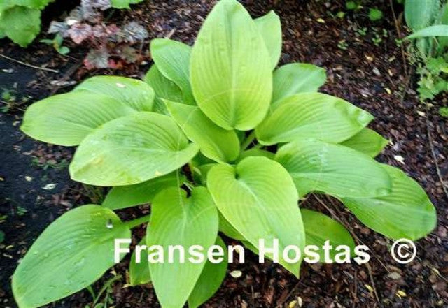 Hosta 'Paradise Road' Courtesy of Fransen Hostas
