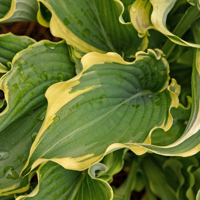 Hosta 'Voices in the Wind' Courtesy of Walters Gardens