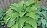 'Elatior' Hosta Courtesy of Fransen