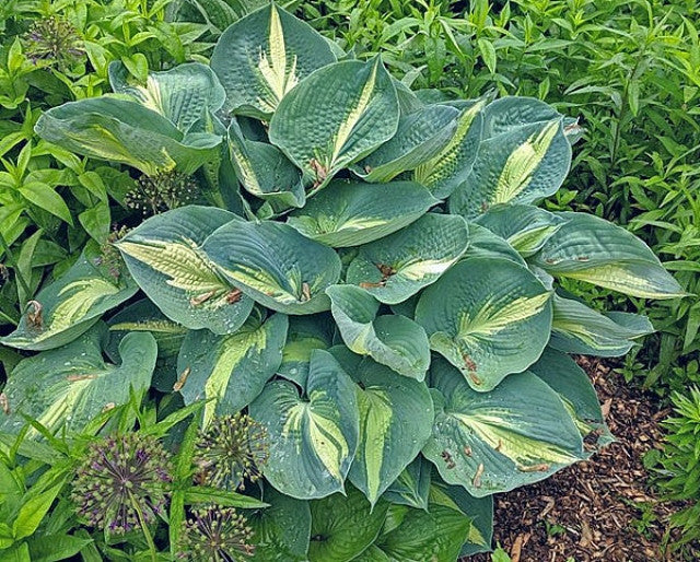 Hudson Bay Hosta - Shade Perennial Slug Resistant Hosta Plant – NH