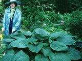 'Humpback Whale' Hosta Courtesy of Walters Gardens
