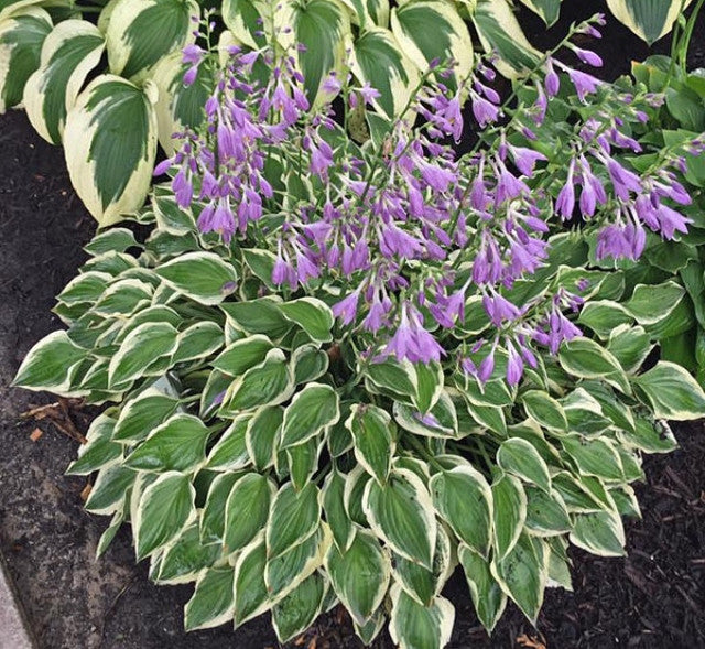 Ground Cover Hosta - Hostas For Rock Gardens Or Borders – NH Hostas