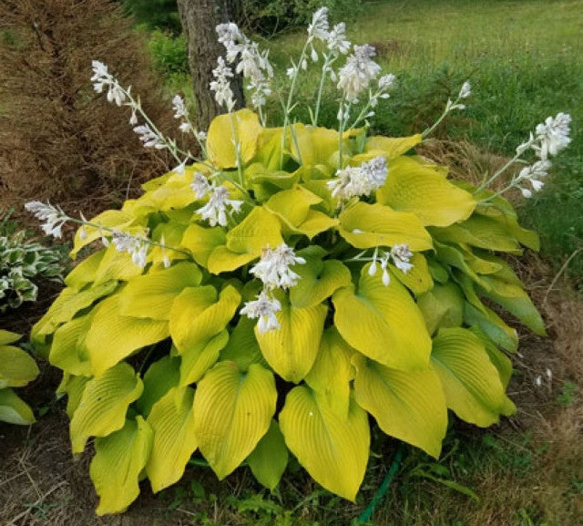 Hosta 'I Dream of Jeanne' Courtesy of T. R. Barbee