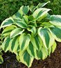 'Ice Follies' Hosta Courtesy of Walters Gardens