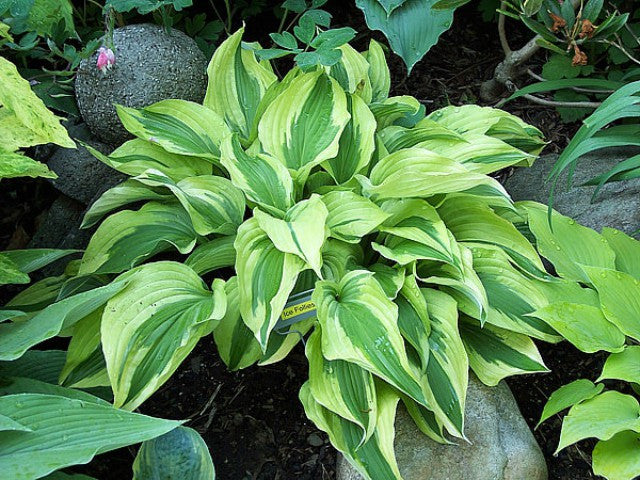 'Ice Follies' Hosta Courtesy of Carol Brashear