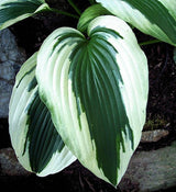 'Ice Follies' Hosta Courtesy of Carol Brashear