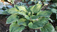 'Icy Halo' Hosta Courtesy of Green Hill Farm