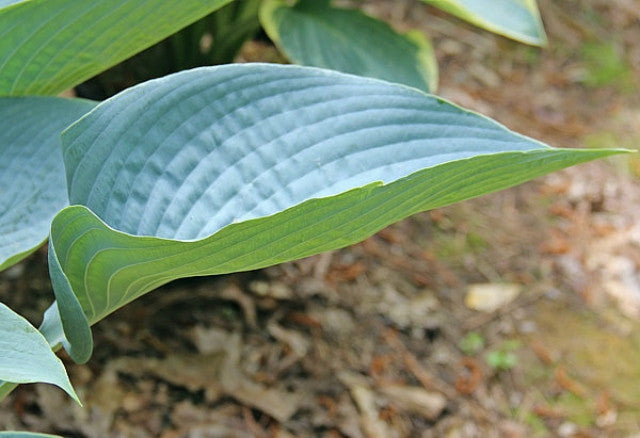 Hosta 'I'll Fly Away' Courtesy of the Hosta Library