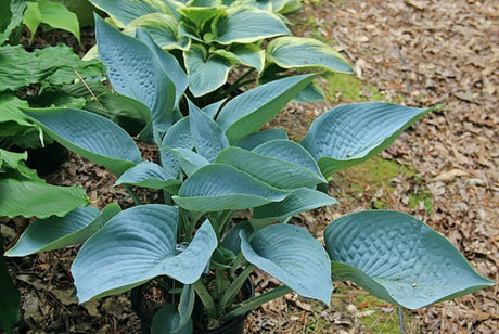 Hosta 'I'll Fly Away' Courtesy of the Hosta Library