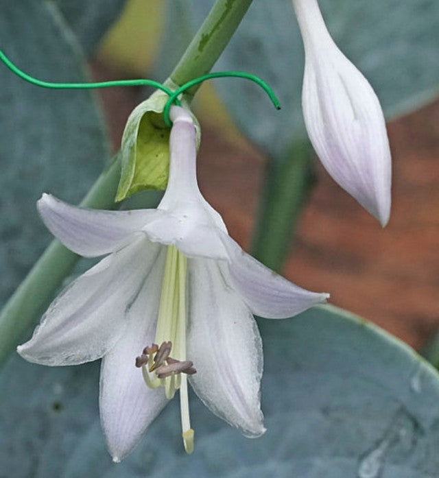 Hosta 'I'll Fly Away' Courtesy of the Hosta Library