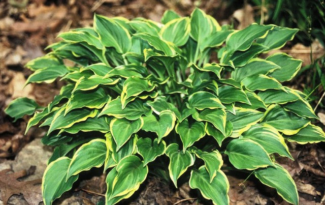 'Imp' Hosta Courtesy of Shady Oaks Nursery