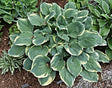 Hosta 'Inspire Greatness' Courtesy of Bert Malkus and the Hosta Library
