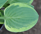 Hosta 'Introvert' Courtesy of the Hosta Library