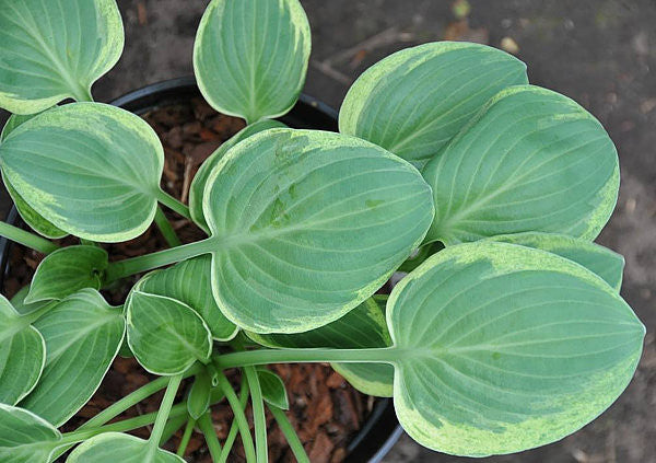 Hosta 'Introvert' Courtesy of the Hosta Library