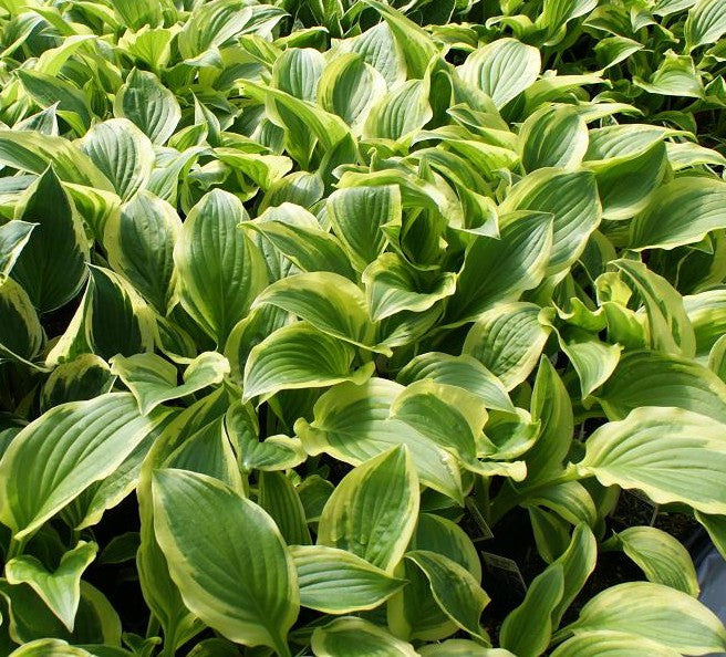 'Garden Delight' Hosta From NH Hostas