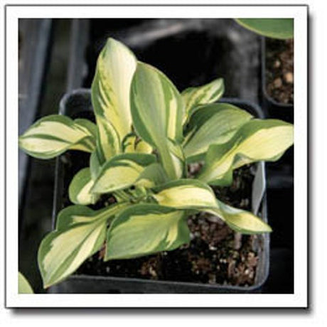 'Itty Bitty' Hosta Courtesy of Q&Z Nursery