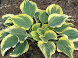 'Ivory Coast' Hosta Courtesy of Walters Gardens