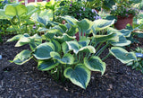'Ivory Coast' Hosta