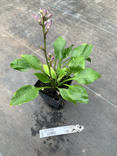 Hosta 'Jack of Spades' From NH Hostas