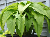 'Jade Cascade' Hosta