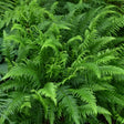 Japanese Beech Fern Courtesy of Casa Flora