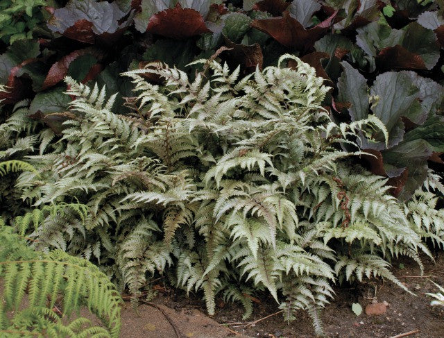 Japanese Painted Fern Courtesy of Walters Gardens