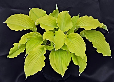 Hosta 'Jessica Alba' Courtesy of Pol Foerier and the Hosta Library