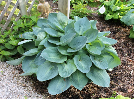 Hosta 'Jet Black' Courtesy of Green Hill Farm